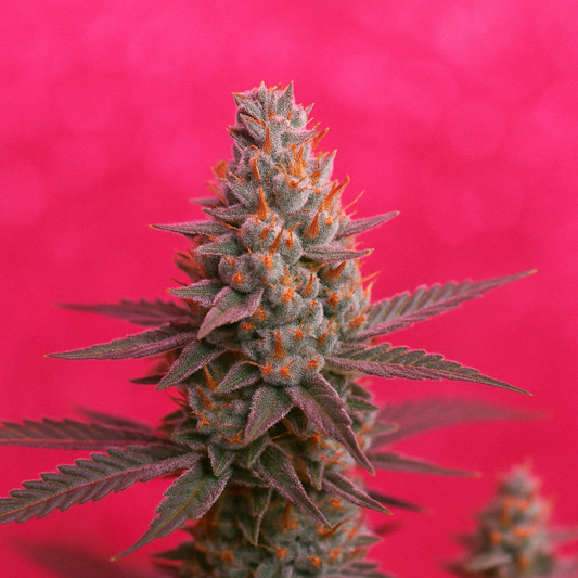 Glossy Apple Glitter