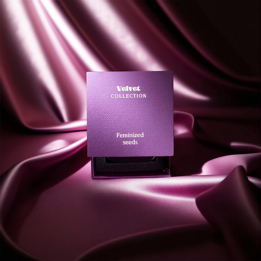 Velvet Grandmommy purple